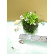 阿馨水草屋。二棲植物造景-巴西小松子莫絲療癒球-可全入水(二棲水生植物-水陸植物缸🌱
