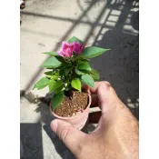 芳苑樹花苗農場：八房九重葛