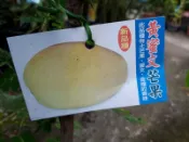 黃蜜文芒果【新中港花卉】芒果苗 嫁接苗 水果苗
