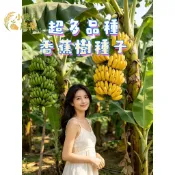 現貨隔日寄 稀有香蕉種子 蘋果蕉 矮生香蕉樹 粉蕉 北蕉 小米蕉 皇帝蕉 庭院陽台盆栽 特色水果 新手可種多年生果園