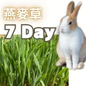 【花園城堡】澳洲燕麥草種子 無藥劑 可食用 兔子草 甜燕麥 草皮 寵物草種子 小麥草 草皮 水耕