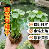 森禾|現貨🍀招財水培首選🍀 金錢草圓幣草銅錢草種子 水生盆栽 室內綠化 水耕土耕均可 生命力強 新手必備 招財進寶 