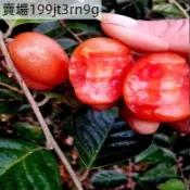 現貨 羊奶果（100粒）四季種植 密花胡頹子 不是羊奶頭 果實超大粒酸甜好吃台灣今年產種子 四季高產