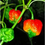 森禾|🌶️（莫魯加紅怪物 辣椒種子）新種上市 （超辣）高度約為60-90CM 高產可觀賞可食用辣椒種子 庭院陽台盆栽種