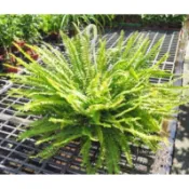 頗士頓蕨、各式蕨類植物