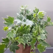 P老闆園藝~長春藤 3吋盆 常春藤