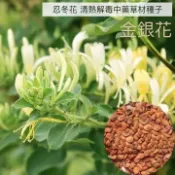 金銀花種子 四季種植 多年生忍冬花種子 中藥材種子可食用泡茶 忍冬寒氣芳香易種 陽臺庭院 盆栽種子
