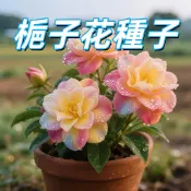 沐耕園|台灣現貨【梔子花種子】 台灣黃梔子 山梔子 香花植物 盆栽園藝 自種開花 芳香庭院 易種植 新手適用 種子包