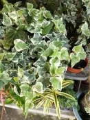 ★╮芳草園★╮(斑葉常春藤）3 吋盆栽