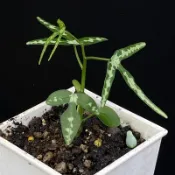 彩葉西番蓮～觀賞價值高的攀藤類塊根
