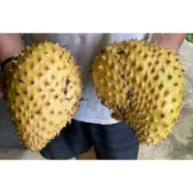 新興果樹 金色紅毛榴槤 樹苗