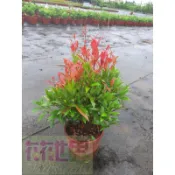 花花世界_喬木 * 長虹木*--紅芽赤楠--鐘花蒲桃--紅楠木--8吋盆/ 高25-40公分/MA*無法超取*