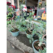 霏霏園藝藍羅漢松有趙姓 1尺吋盆