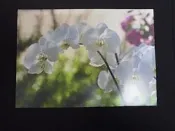 明信片- 空白明信片 蝴蝶蘭 明信片 台中郵局印製