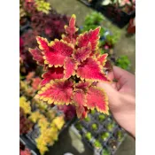 Mien米恩/米恩獨家育種/蜜桃彩葉草(3吋)/雨林/觀葉/網紅/IG/室內/植栽/