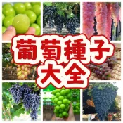 【葡萄種子】台灣葡萄 盆栽庭院 爬藤果樹 可食用 耐熱抗病 自種觀葉 綠化陽台 家庭園藝 觀賞植物 自種樂趣 台灣適種