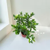 植物空間 大花玉堂春8吋 開花植物 陽光植物 黃梔子