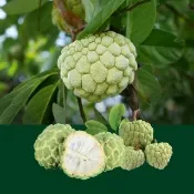 【賞菓優鮮】台東太麻里大目釋迦特大果禮盒1盒(4-5粒/5斤)(黃金產區_鮮採直送)