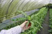 ★╮芳草園★╮－蕨類植物「台灣山蘇2 」