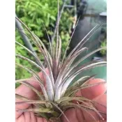 『525生態植物園』空氣鳳梨 紅葉多國花 T. stricta Red
