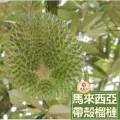 (店+)馬來西亞榴槤 整顆帶殼霸氣箱 (液態氮冷凍)｜黑刺、貓山王 、金鳳  、金包