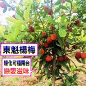 東魁楊梅苗🟡嫁接苗/靠接苗🟡豐產+早生品種+南北都可盆栽產果 樹莓 樹苗 果苗 水果苗 矮化果樹 矮生盆栽 矮化盆栽