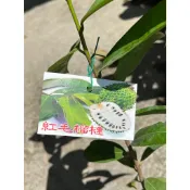 🍁香亭苑🍁紅毛榴槤 刺果番荔枝 4吋半盆 實生苗 果肉呈乳白色，酸甜多汁 高度40-50公分💲特價200元