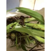 無農藥鮮採牧草/狼尾草苗 /兔子的最愛/宮廟/兵馬糧草/的最愛-每株含根戈