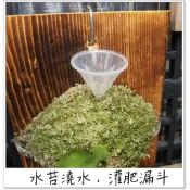 〈美心花園〉鹿角蕨澆水漏斗  灌肥灌水 上板植物 (迷你蘭花，觀葉，鹿角蕨上板 亞猴 女王 亞洲猴腦 銀鹿)