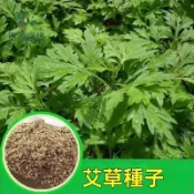 艾草種子 艾葉草籽 青草植物 藥用植物 民俗植物 天然香草 驅蟲香草 家庭植栽 盆栽香草 艾絨材料 庭院種植 健康植栽