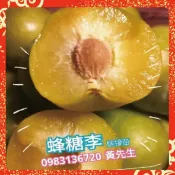 【蜂糖李】嫁接苗 西梅藍蜜 新種藍蜜 冰糖李 黑鑽李 紅肉李 黃肉李 西瓜李 桃接李 蜜棗李 櫻桃李 蜜桃李 黃金恐龍蛋
