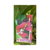 (店+)水果苗-樹苗-水果樹苗【大果桑椹】- 6吋盆-可做果汁.果醬-花森好市