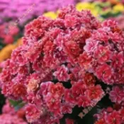 2026新種  長壽花種子（100粒）超多款顏色 開花 爆花機器 易種植 巴黎重瓣單瓣大花 多年生綠植盆栽