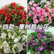 現貨秒發⚡4色任選~重瓣鳳仙花種子「多買多送」七彩鳳仙 指甲花種子 茶花鳳仙 陽臺 室內 庭院 四季開花 盆栽 花卉種子