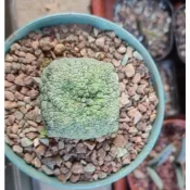 【塊根英雄】四方凝蹄玉種子/Pseudolithos cubiformis//蘿藦科