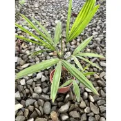 植系青屬-細葉觀音棕竹/寵物友善🐱/觀葉植物/棕櫚/三吋小品
