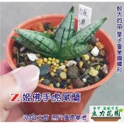 Z姬佛手虎尾蘭 1-3吋盆單株裸根中小苗 短葉虎尾蘭 花苗 台中 立力花園