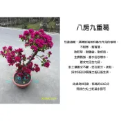 心栽花坊-八房九重葛/9吋/九重葛/造型隨機/盆景/開花植物/特價1350