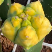 🌵高橋玉🌵紅葉鸞鳳玉｜仙人掌 多肉植物 星球屬 療癒植物 各種稜型 組盆配盆  季節特色 新手必收