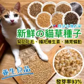 買6送1🌿貓草種子 小麥種子 大麥 黑麥 燕麥 貓草 小麥草 大麥種子 吐毛球 黑燕麥 黑麥種子 小麥 貓薄荷 五貓見客