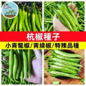 杭椒種子 長青椒種子 微辣辣椒種 可食用辣椒 家庭盆栽 陽台菜園 香料植物 烹調炒菜 好種易活 當季現採 自種安心