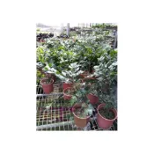 (店+)花森好市-室內植物*圓葉竹柏*5-6吋盆/高20-30cm/MA