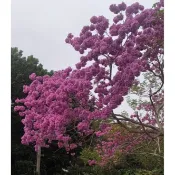 🌸爆花王！紅花風鈴木嫁接苗｜整樹粉紅花海｜庭院首選景觀樹春天最吸睛的樹🌸紅花風鈴木｜開花率高｜快速成景