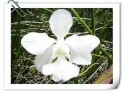 ≦元寶蘭園≧(F4)白花鐵釘蘭