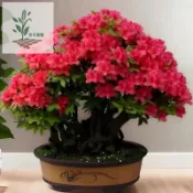 青禾園藝（杜鵑花種子）新品種 四季種植 盆栽庭院客廳花卉造景 當年新品種 四季開花小院陽台種子 適合春天花卉種植