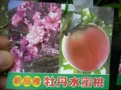 ╭＊田尾玫瑰園＊╯新品種水果苗--(牡丹水蜜桃)