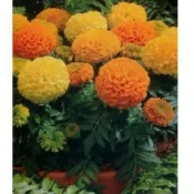【隔日到貨】 花海 萬壽菊種子(混合色) 300公克