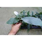 鹿角蕨  Platy. Omo 'White Lover' 白色戀人 2吋盆 (銀鹿 亞猴 細菌 女王 巨獸 象耳)