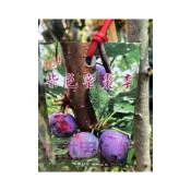 (店+)花森好市-水果果苗*紫色蜜棗李*4吋盆//6吋盆/MA