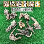天然沉木【單入】🌈 杜鵑木 杜鵑根 小栖根 小紅木 杜鵑沉木 水草造景 天然沉木 沉木造景 魚缸造景 水族裝飾品